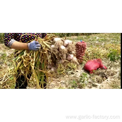 Fresh garlic 2020 wholesale